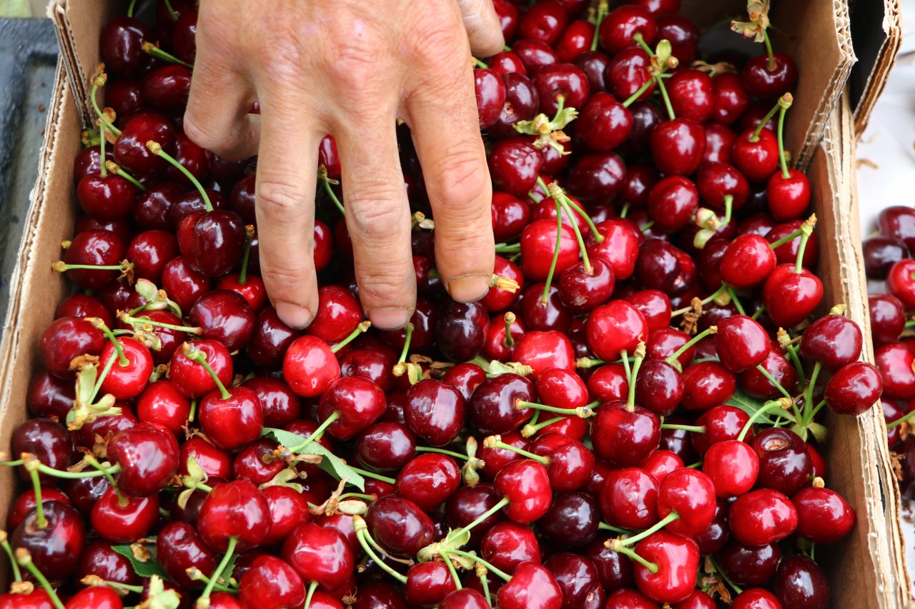 Çiftçiler tatlı mesaisi! Tekirdağ'da adına festivaller düzenlenen kirazın hasadına başlandı
