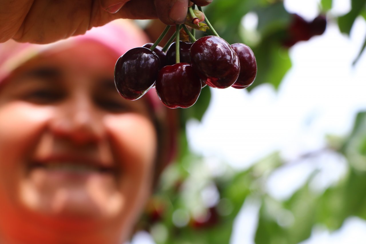 Çiftçiler tatlı mesaisi! Tekirdağ'da adına festivaller düzenlenen kirazın hasadına başlandı