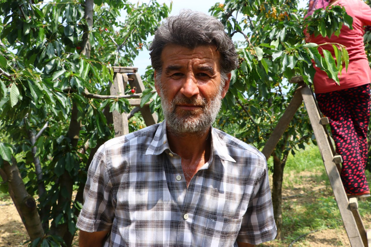 Çiftçiler tatlı mesaisi! Tekirdağ'da adına festivaller düzenlenen kirazın hasadına başlandı