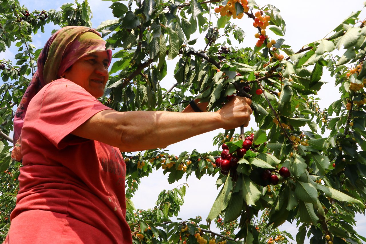 Çiftçiler tatlı mesaisi! Tekirdağ'da adına festivaller düzenlenen kirazın hasadına başlandı