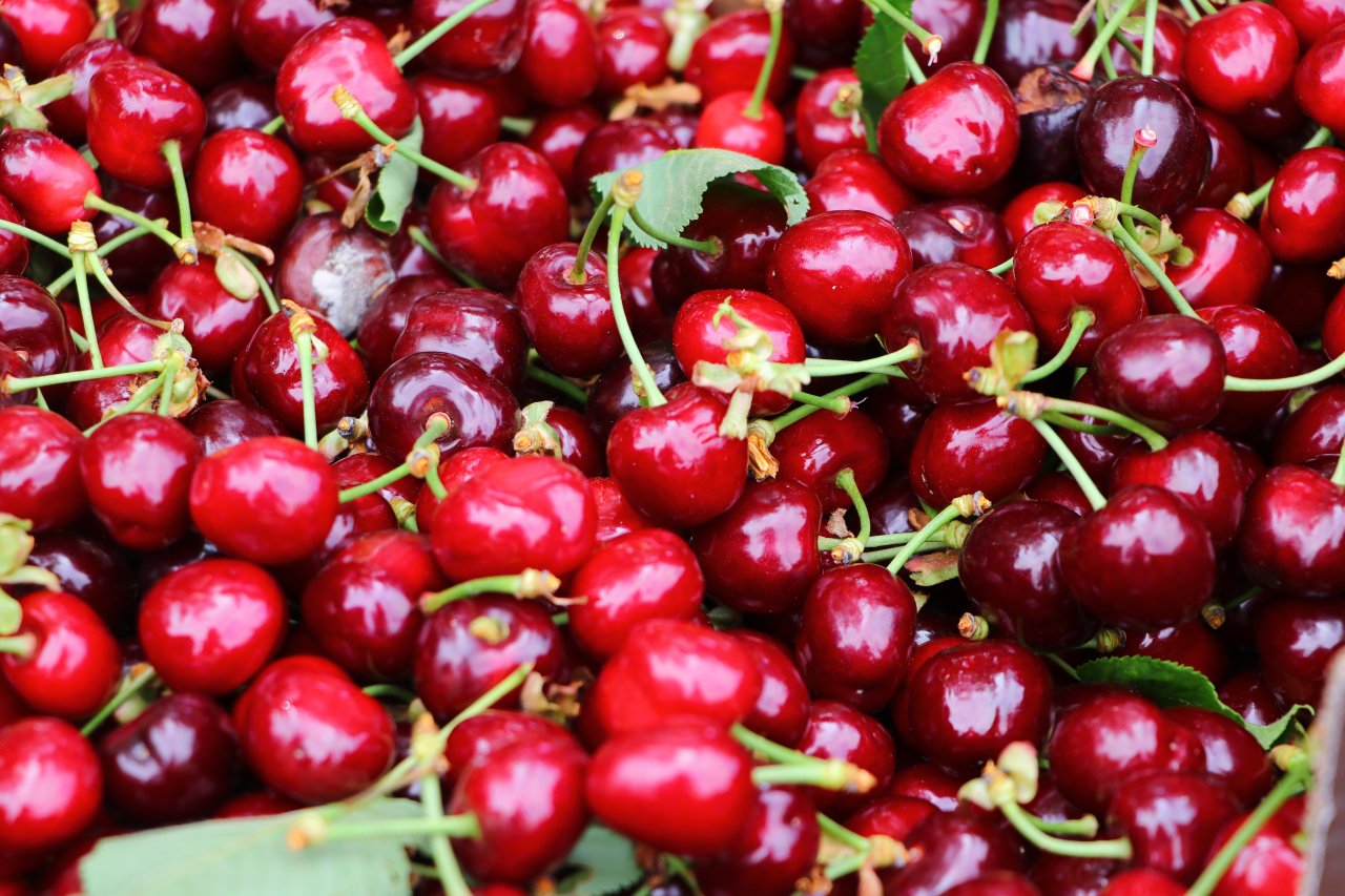 Çiftçiler tatlı mesaisi! Tekirdağ'da adına festivaller düzenlenen kirazın hasadına başlandı