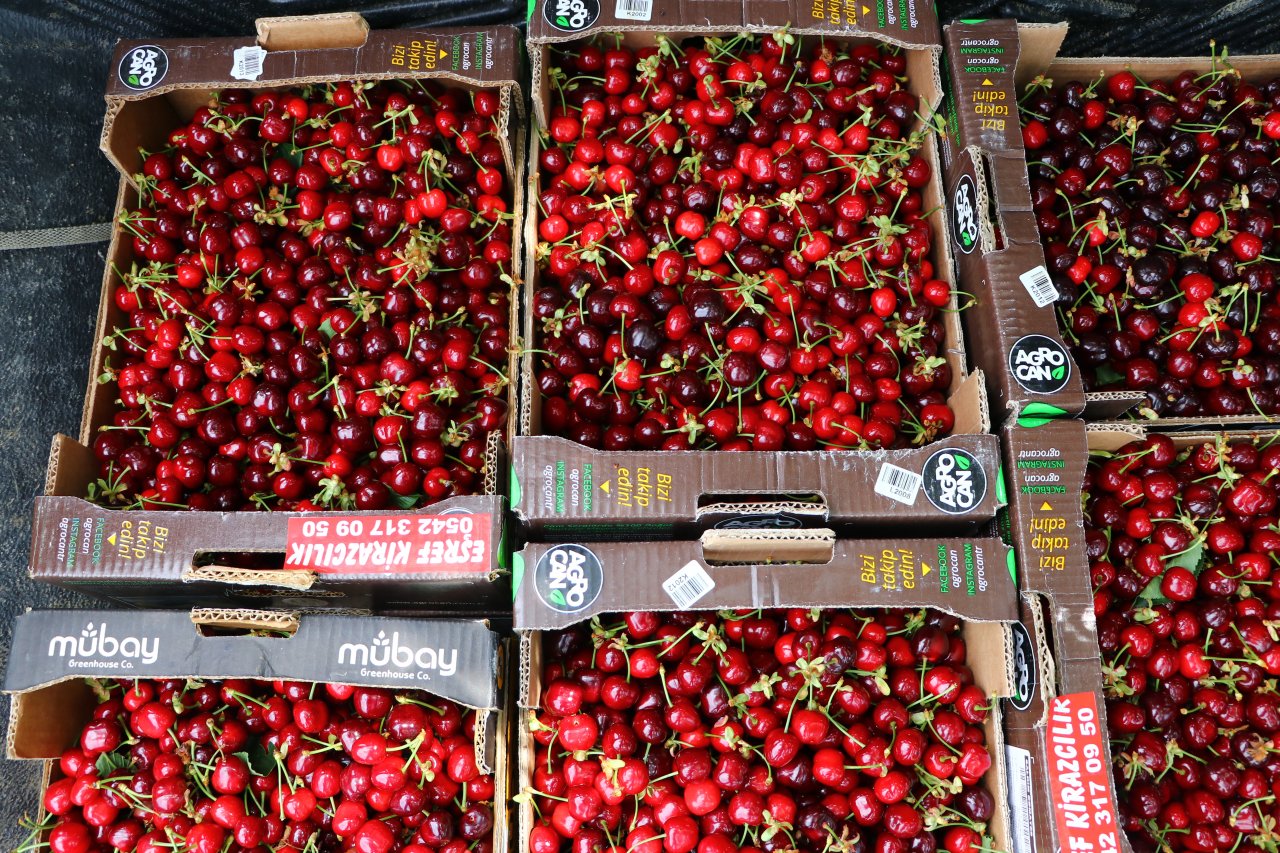 Çiftçiler tatlı mesaisi! Tekirdağ'da adına festivaller düzenlenen kirazın hasadına başlandı