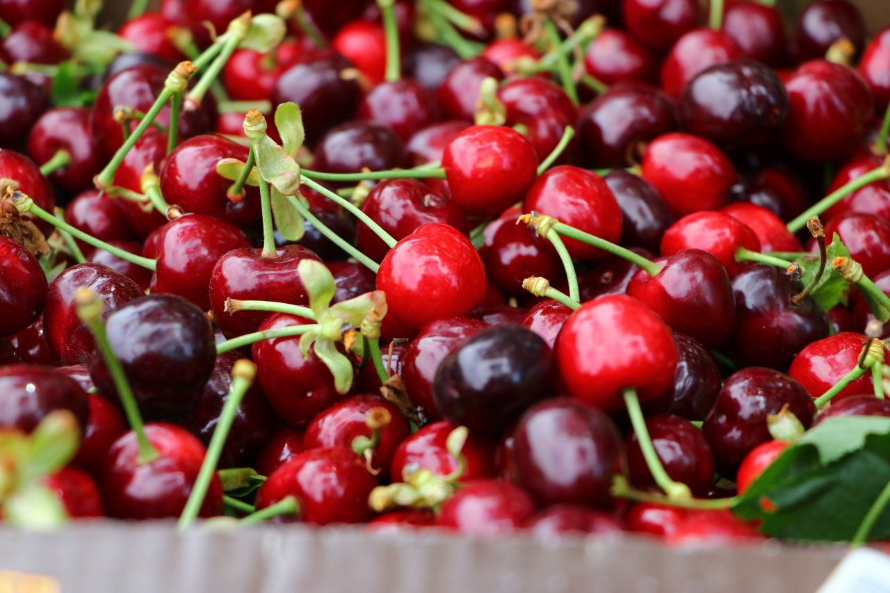 Çiftçiler tatlı mesaisi! Tekirdağ'da adına festivaller düzenlenen kirazın hasadına başlandı