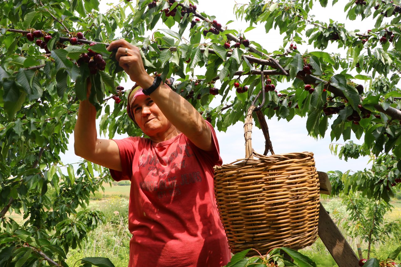 Çiftçiler tatlı mesaisi! Tekirdağ'da adına festivaller düzenlenen kirazın hasadına başlandı