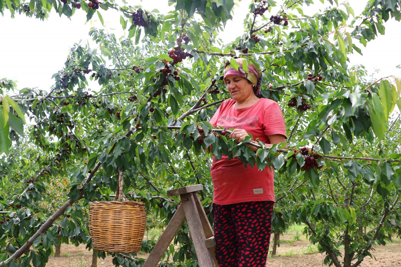 Çiftçiler tatlı mesaisi! Tekirdağ'da adına festivaller düzenlenen kirazın hasadına başlandı