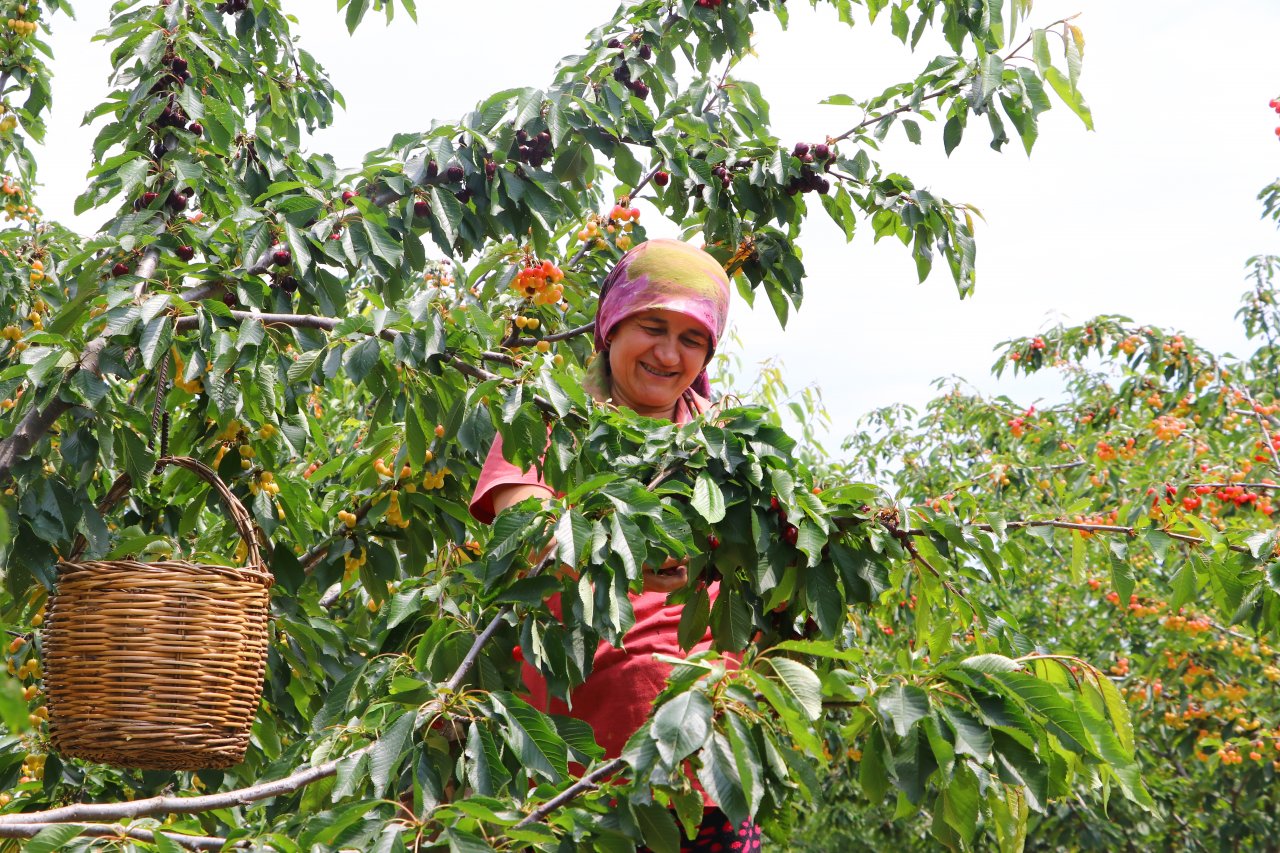Çiftçiler tatlı mesaisi! Tekirdağ'da adına festivaller düzenlenen kirazın hasadına başlandı