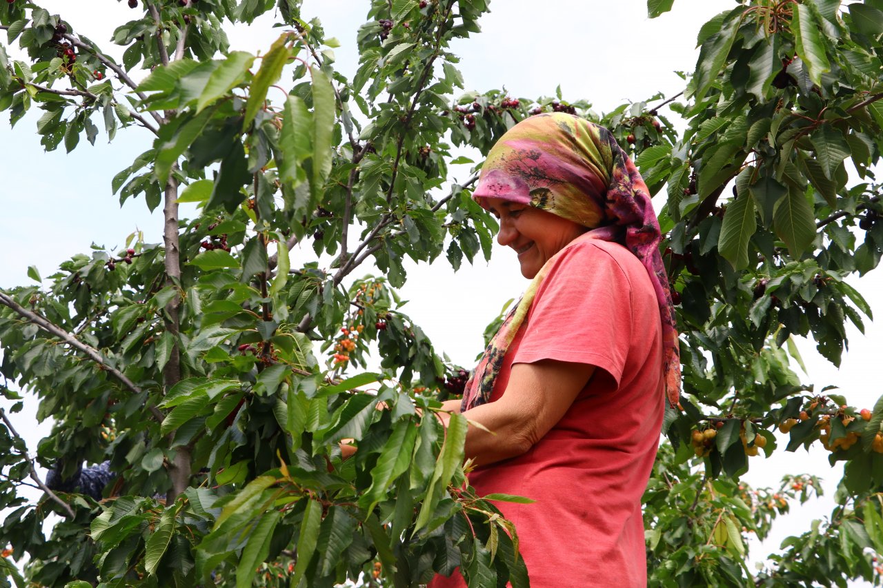 Çiftçiler tatlı mesaisi! Tekirdağ'da adına festivaller düzenlenen kirazın hasadına başlandı