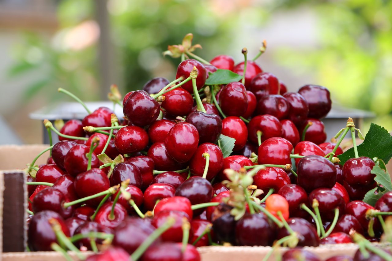Çiftçiler tatlı mesaisi! Tekirdağ'da adına festivaller düzenlenen kirazın hasadına başlandı