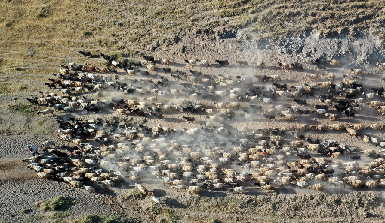 Nemrut Dağı eteklerinde göç yolculuğu! Bitlis'te küçükbaş hayvan sürüleri yaylalara çıkıyor