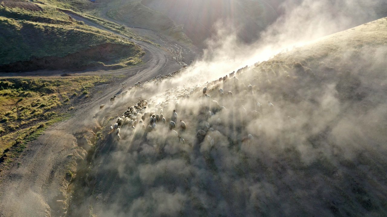 Nemrut Dağı eteklerinde göç yolculuğu! Bitlis'te küçükbaş hayvan sürüleri yaylalara çıkıyor