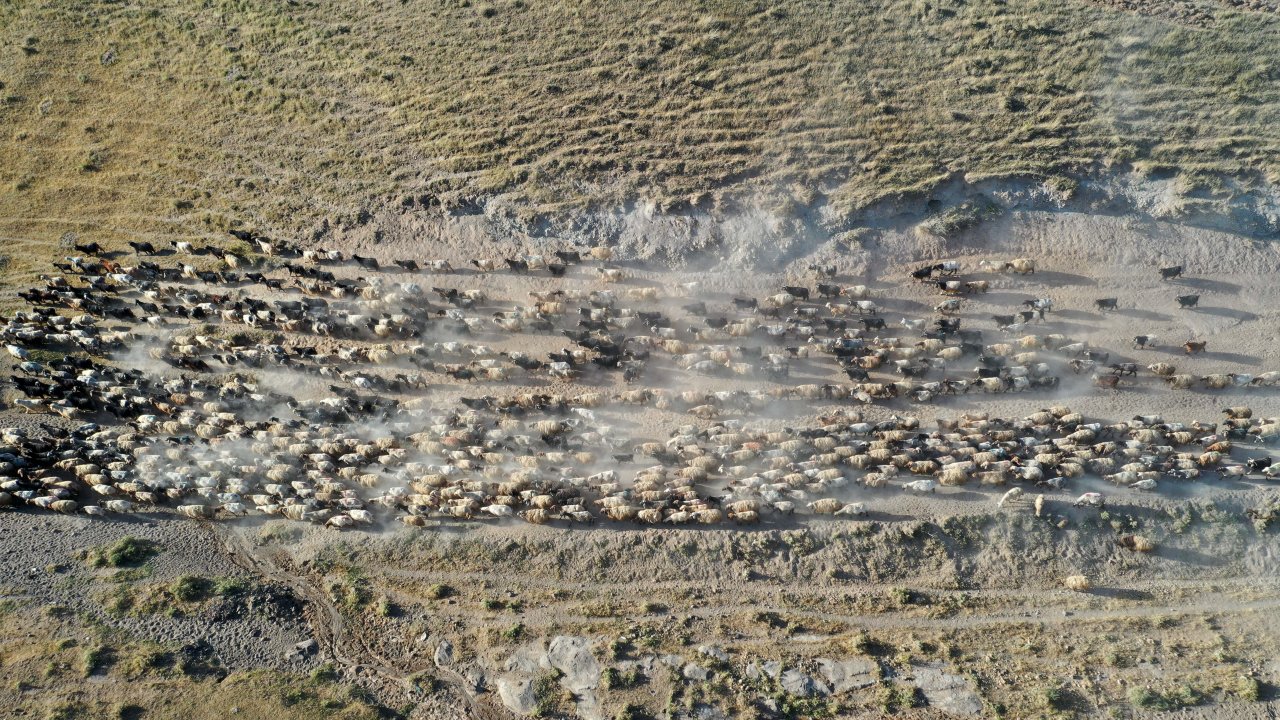 Nemrut Dağı eteklerinde göç yolculuğu! Bitlis'te küçükbaş hayvan sürüleri yaylalara çıkıyor