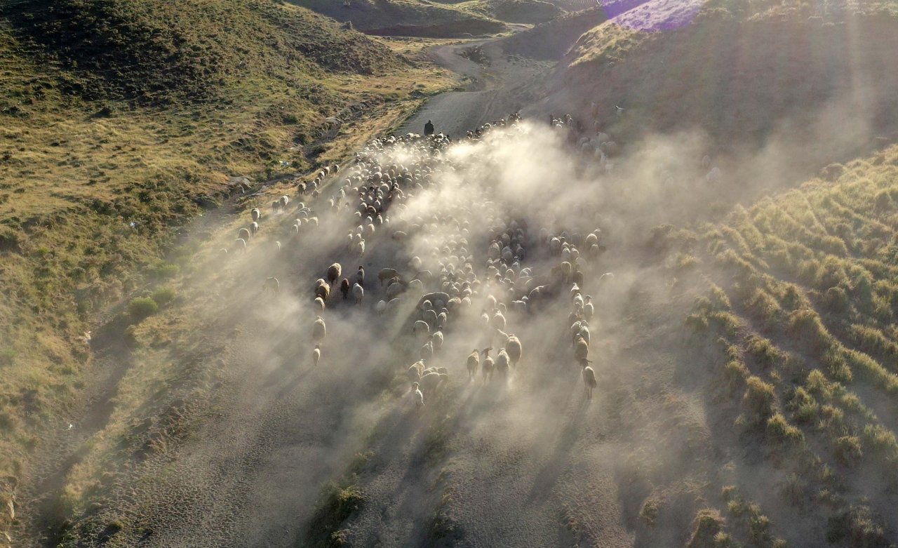 Nemrut Dağı eteklerinde göç yolculuğu! Bitlis'te küçükbaş hayvan sürüleri yaylalara çıkıyor