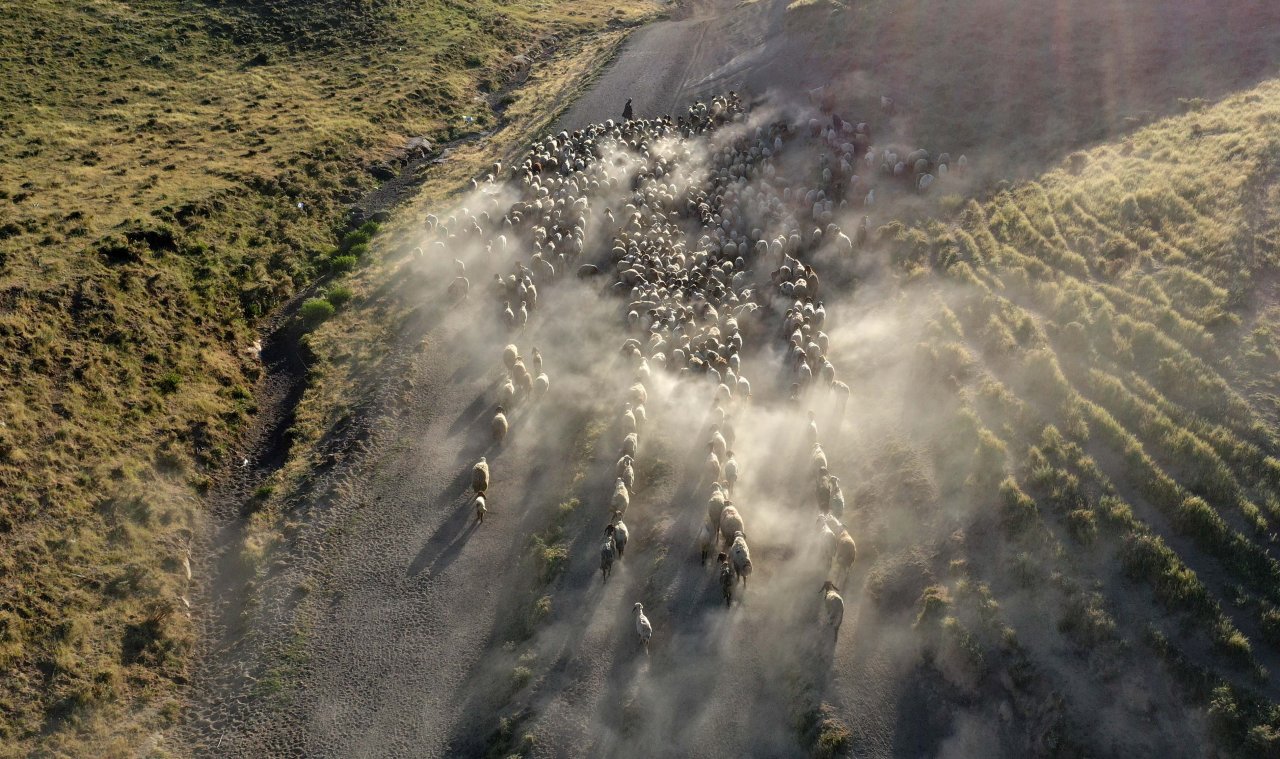 Nemrut Dağı eteklerinde göç yolculuğu! Bitlis'te küçükbaş hayvan sürüleri yaylalara çıkıyor
