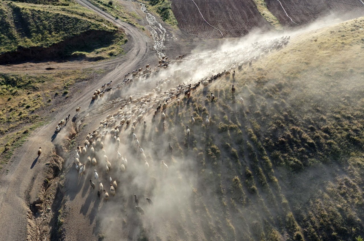 Nemrut Dağı eteklerinde göç yolculuğu! Bitlis'te küçükbaş hayvan sürüleri yaylalara çıkıyor