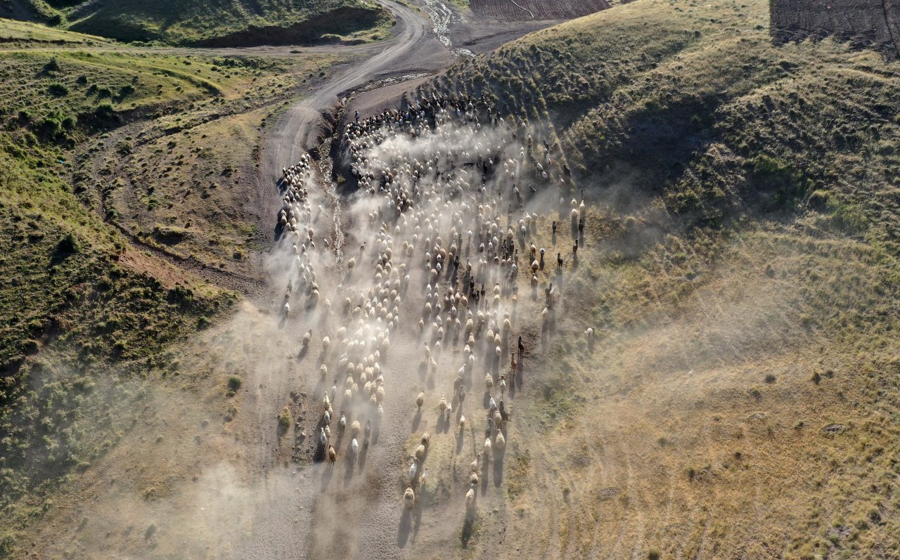 Nemrut Dağı eteklerinde göç yolculuğu! Bitlis'te küçükbaş hayvan sürüleri yaylalara çıkıyor