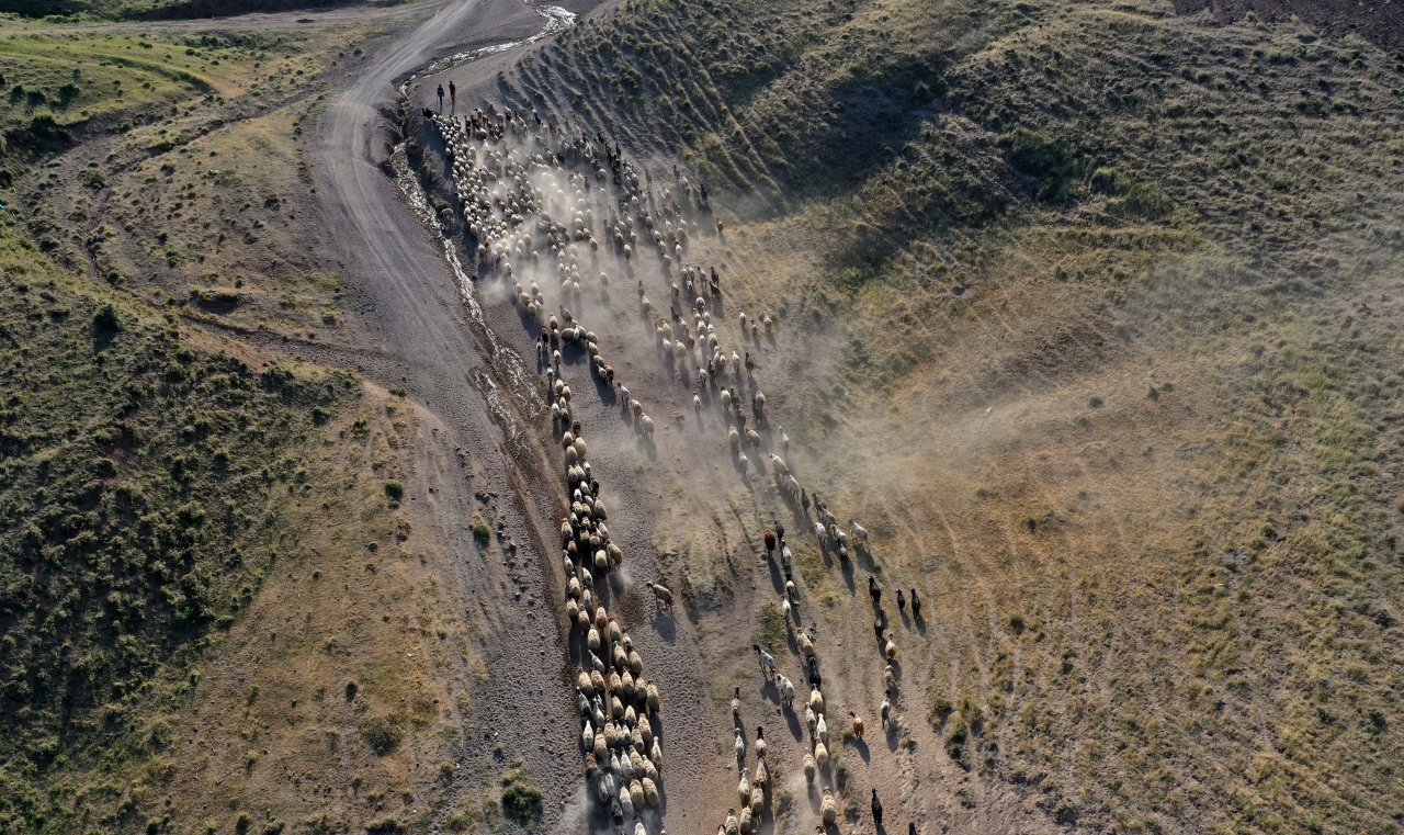 Nemrut Dağı eteklerinde göç yolculuğu! Bitlis'te küçükbaş hayvan sürüleri yaylalara çıkıyor