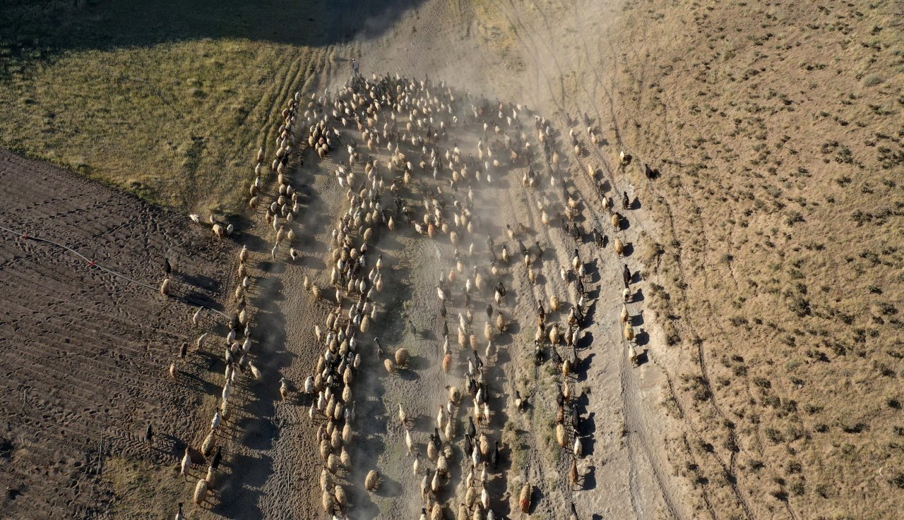 Nemrut Dağı eteklerinde göç yolculuğu! Bitlis'te küçükbaş hayvan sürüleri yaylalara çıkıyor