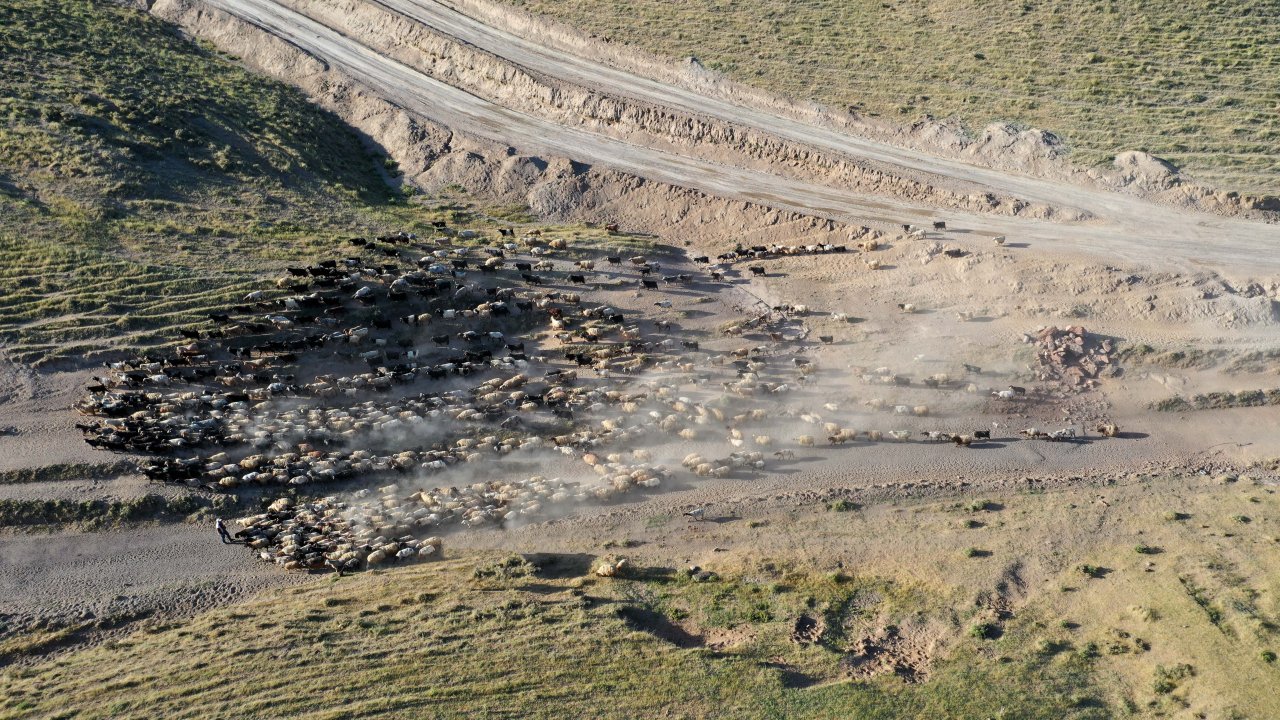 Nemrut Dağı eteklerinde göç yolculuğu! Bitlis'te küçükbaş hayvan sürüleri yaylalara çıkıyor