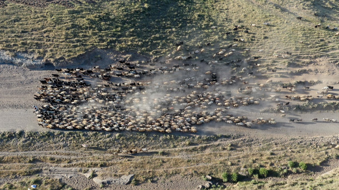 Nemrut Dağı eteklerinde göç yolculuğu! Bitlis'te küçükbaş hayvan sürüleri yaylalara çıkıyor