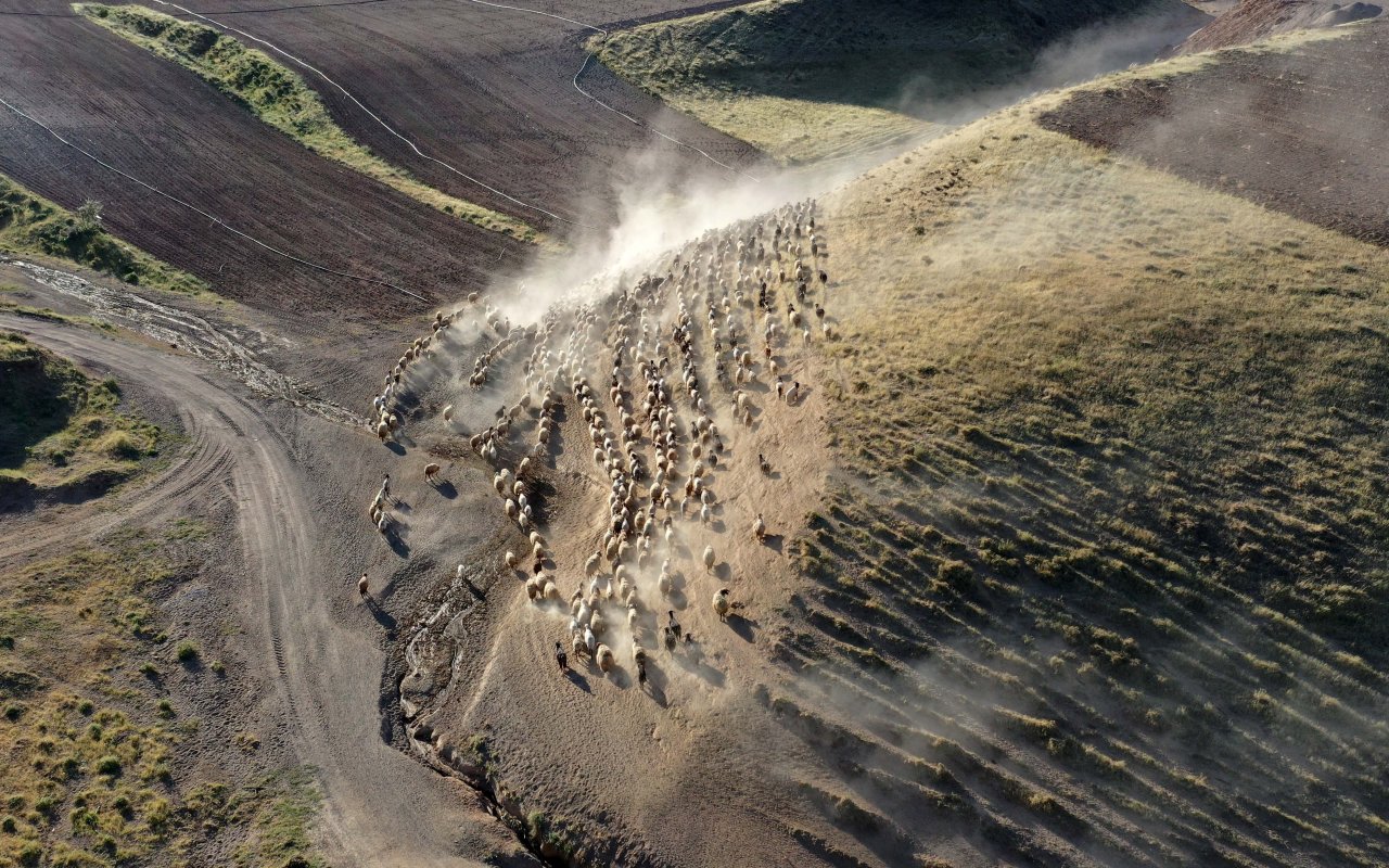Nemrut Dağı eteklerinde göç yolculuğu! Bitlis'te küçükbaş hayvan sürüleri yaylalara çıkıyor