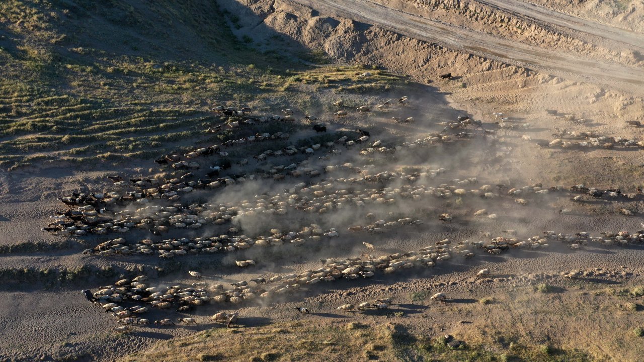 Nemrut Dağı eteklerinde göç yolculuğu! Bitlis'te küçükbaş hayvan sürüleri yaylalara çıkıyor