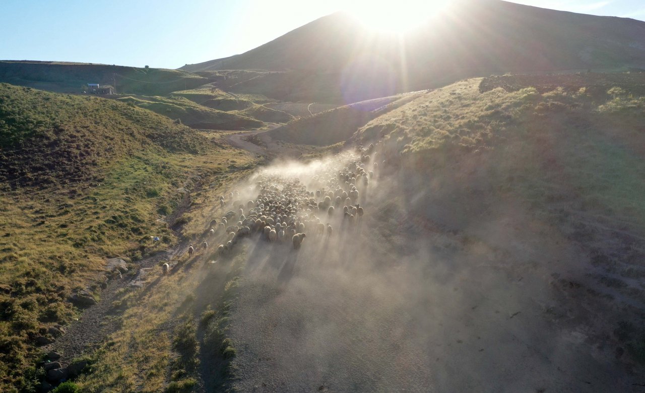 Nemrut Dağı eteklerinde göç yolculuğu! Bitlis'te küçükbaş hayvan sürüleri yaylalara çıkıyor