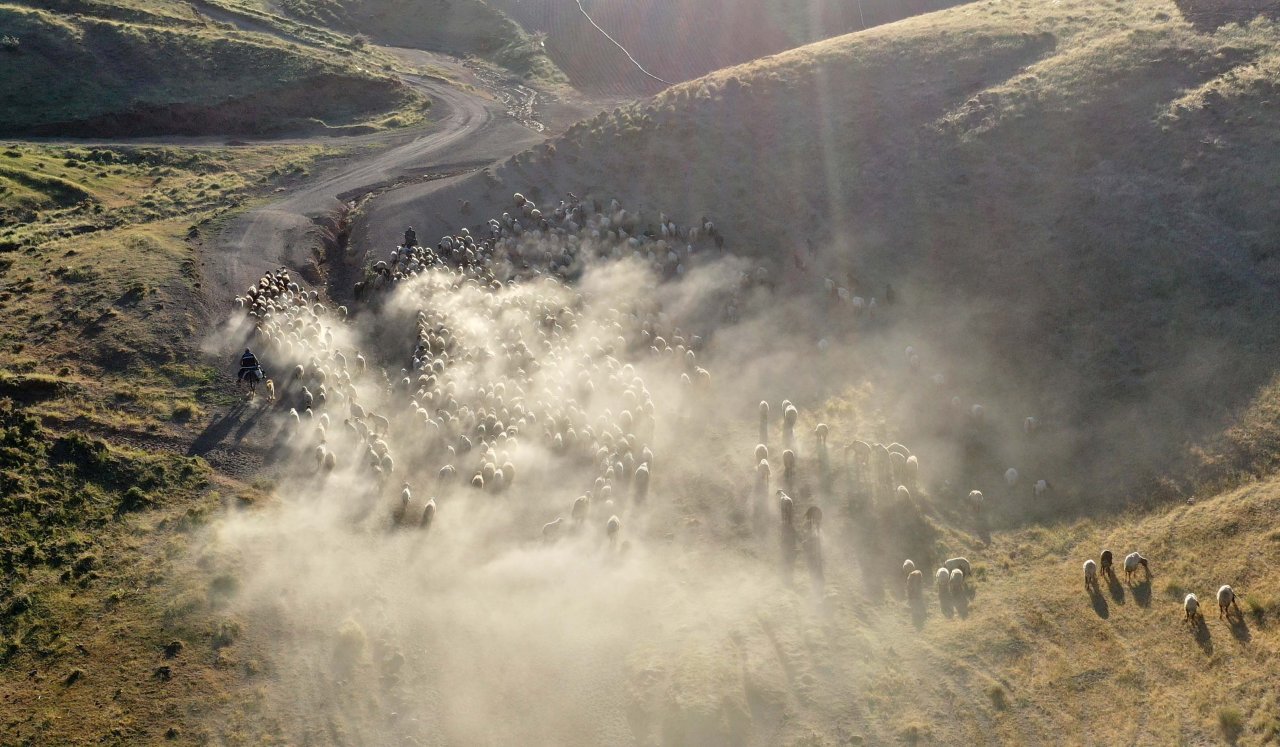 Nemrut Dağı eteklerinde göç yolculuğu! Bitlis'te küçükbaş hayvan sürüleri yaylalara çıkıyor