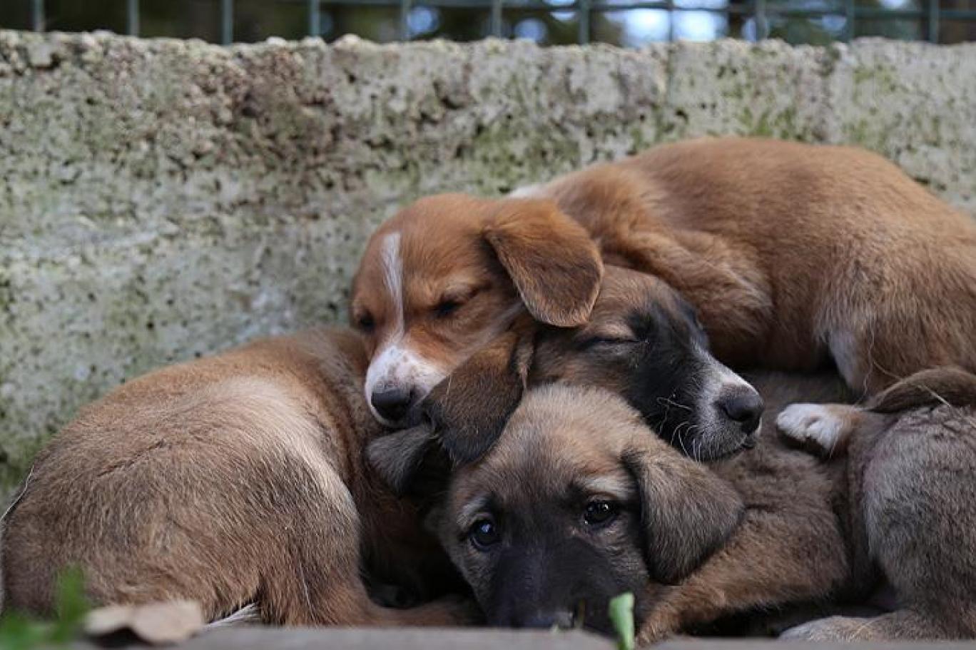 Nihayet beklenen karar geldi! Hayvanlar artık mal değil, canlı sayılacak