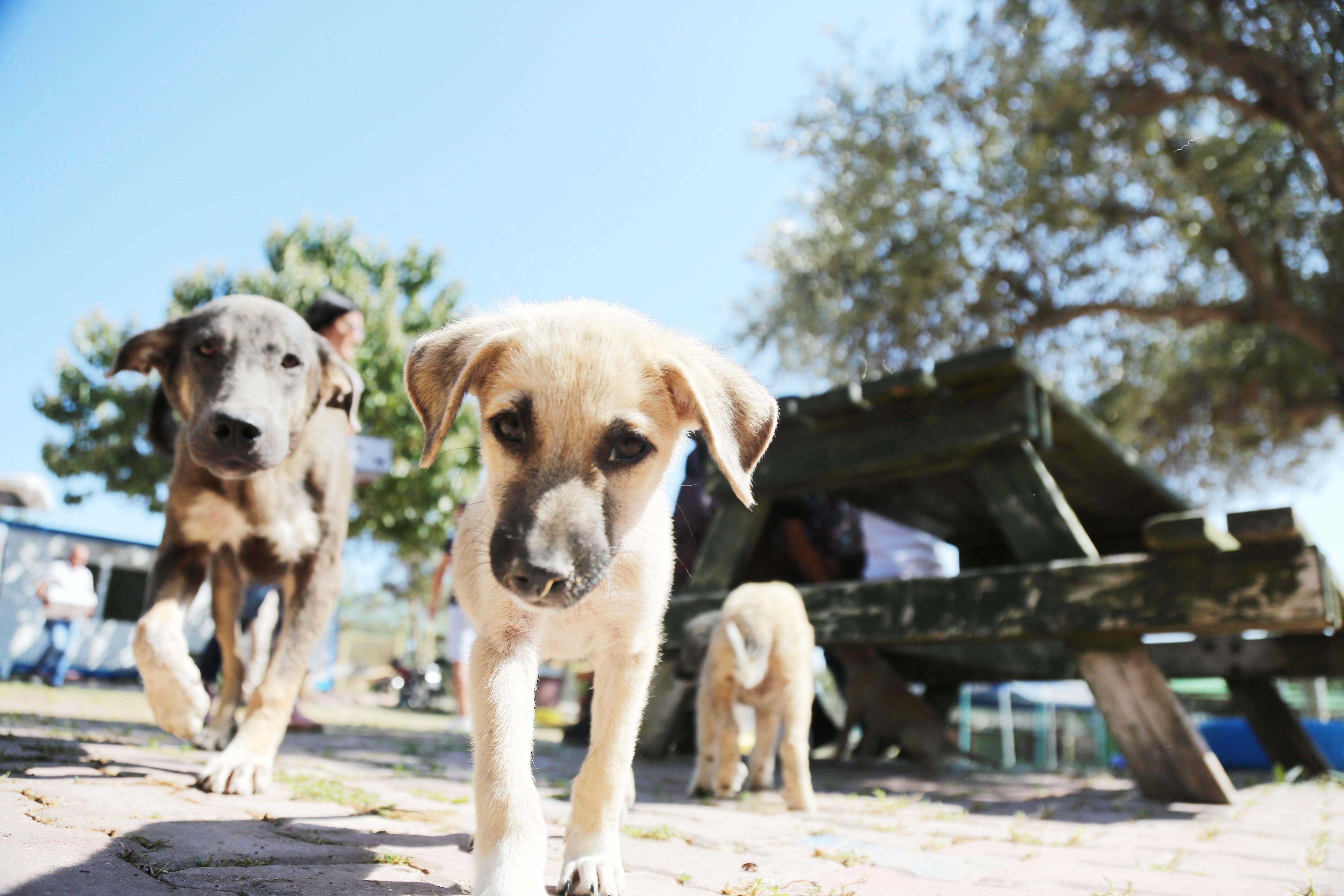Nihayet beklenen karar geldi! Hayvanlar artık mal değil, canlı sayılacak