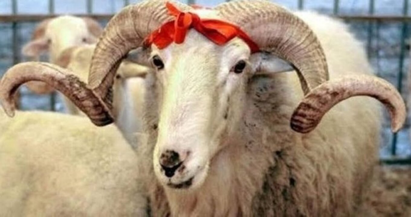 SON DAKİKA! Diyanet Başkanı Ali Erbaş açıkladı: Kurban bedelleri belli oldu!