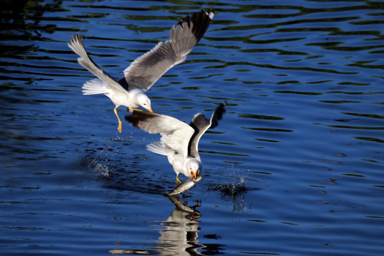 Emek dolu yolculuk! Van'da inci kefali göçü devam ediyor