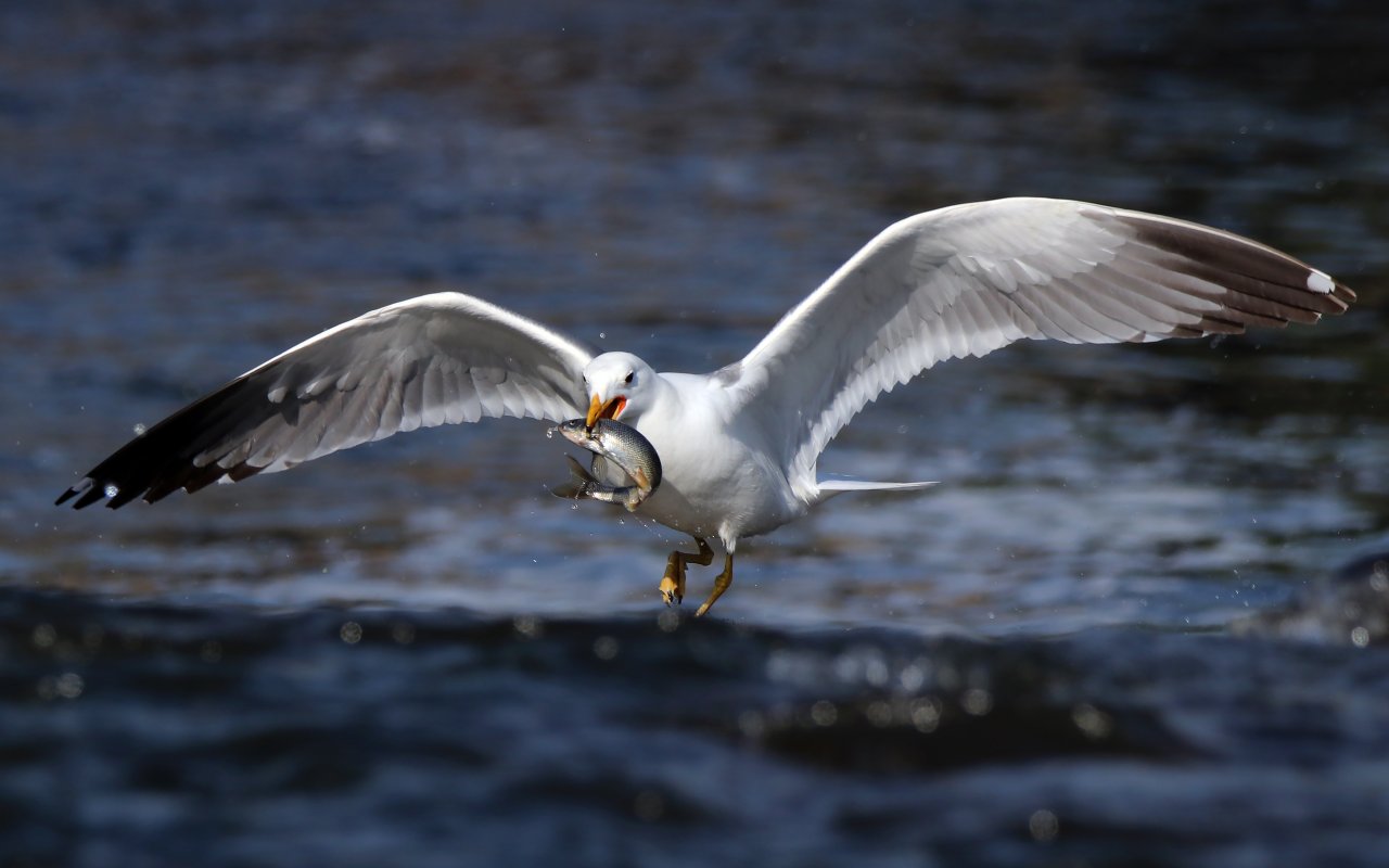 Emek dolu yolculuk! Van'da inci kefali göçü devam ediyor