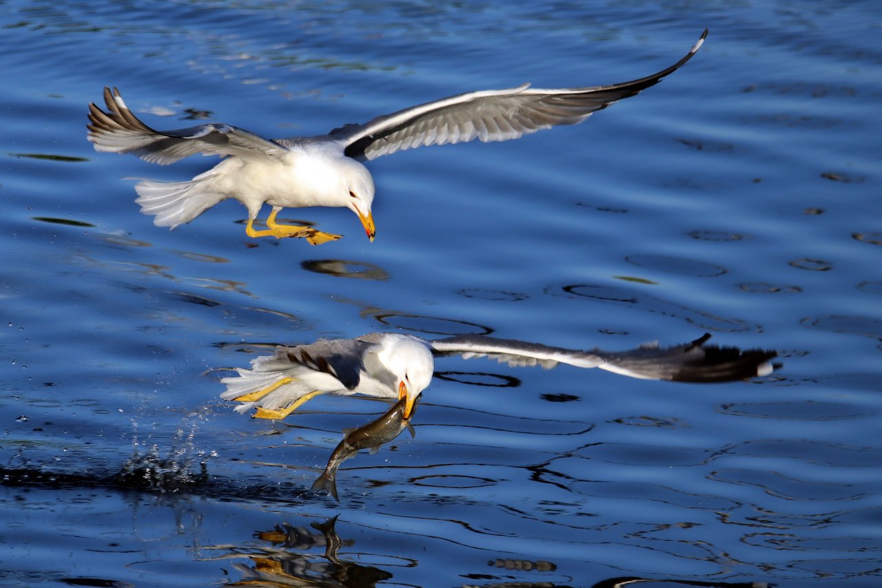 Emek dolu yolculuk! Van'da inci kefali göçü devam ediyor