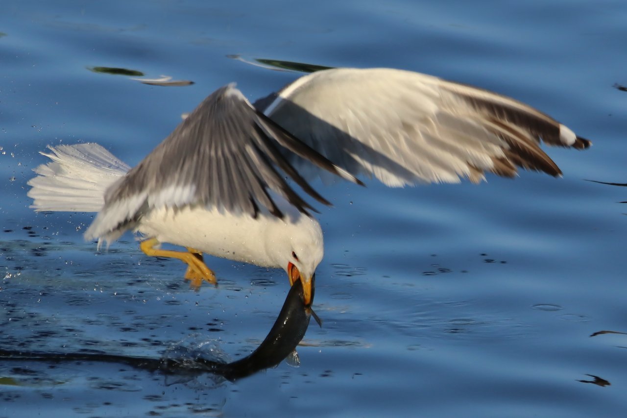 Emek dolu yolculuk! Van'da inci kefali göçü devam ediyor