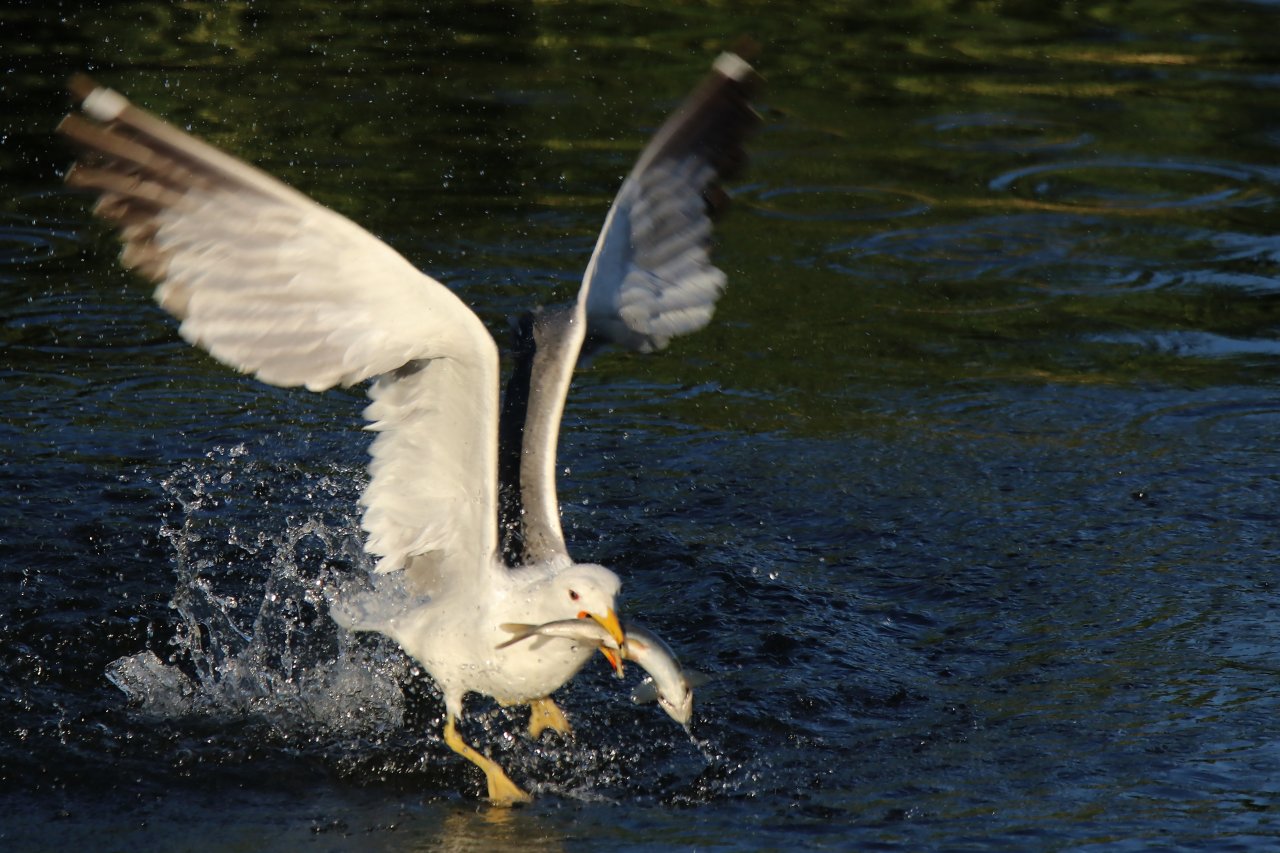 Emek dolu yolculuk! Van'da inci kefali göçü devam ediyor