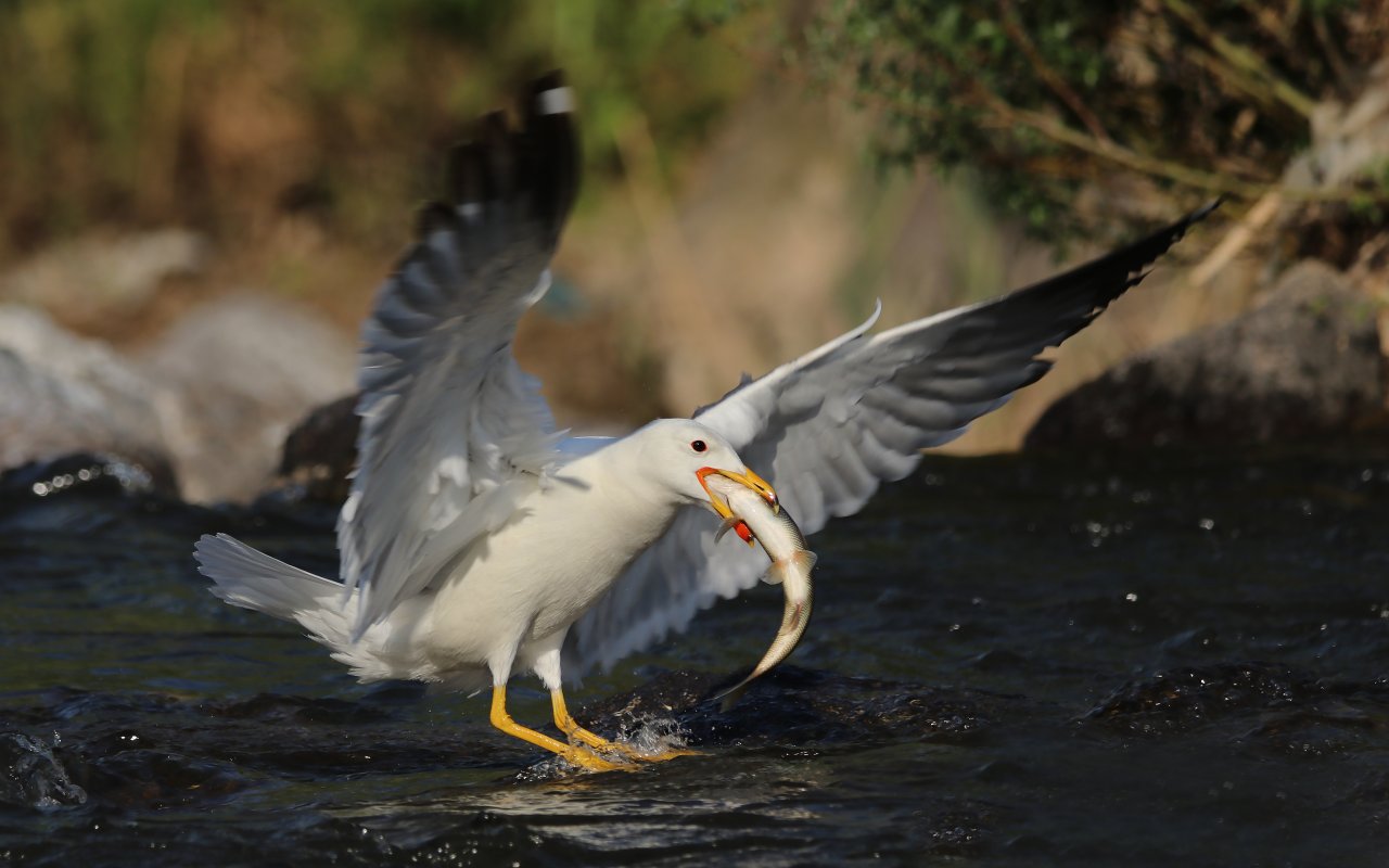 Emek dolu yolculuk! Van'da inci kefali göçü devam ediyor
