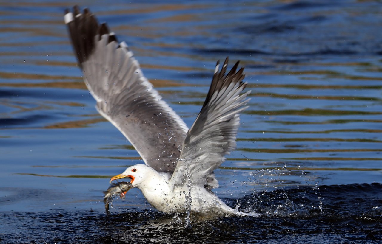 Emek dolu yolculuk! Van'da inci kefali göçü devam ediyor