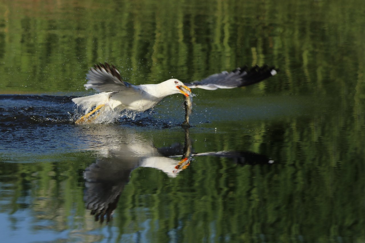 Emek dolu yolculuk! Van'da inci kefali göçü devam ediyor
