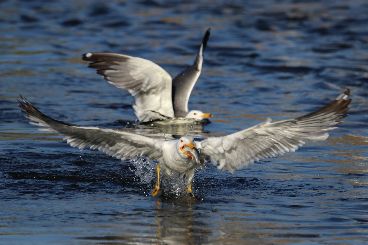 Emek dolu yolculuk! Van'da inci kefali göçü devam ediyor
