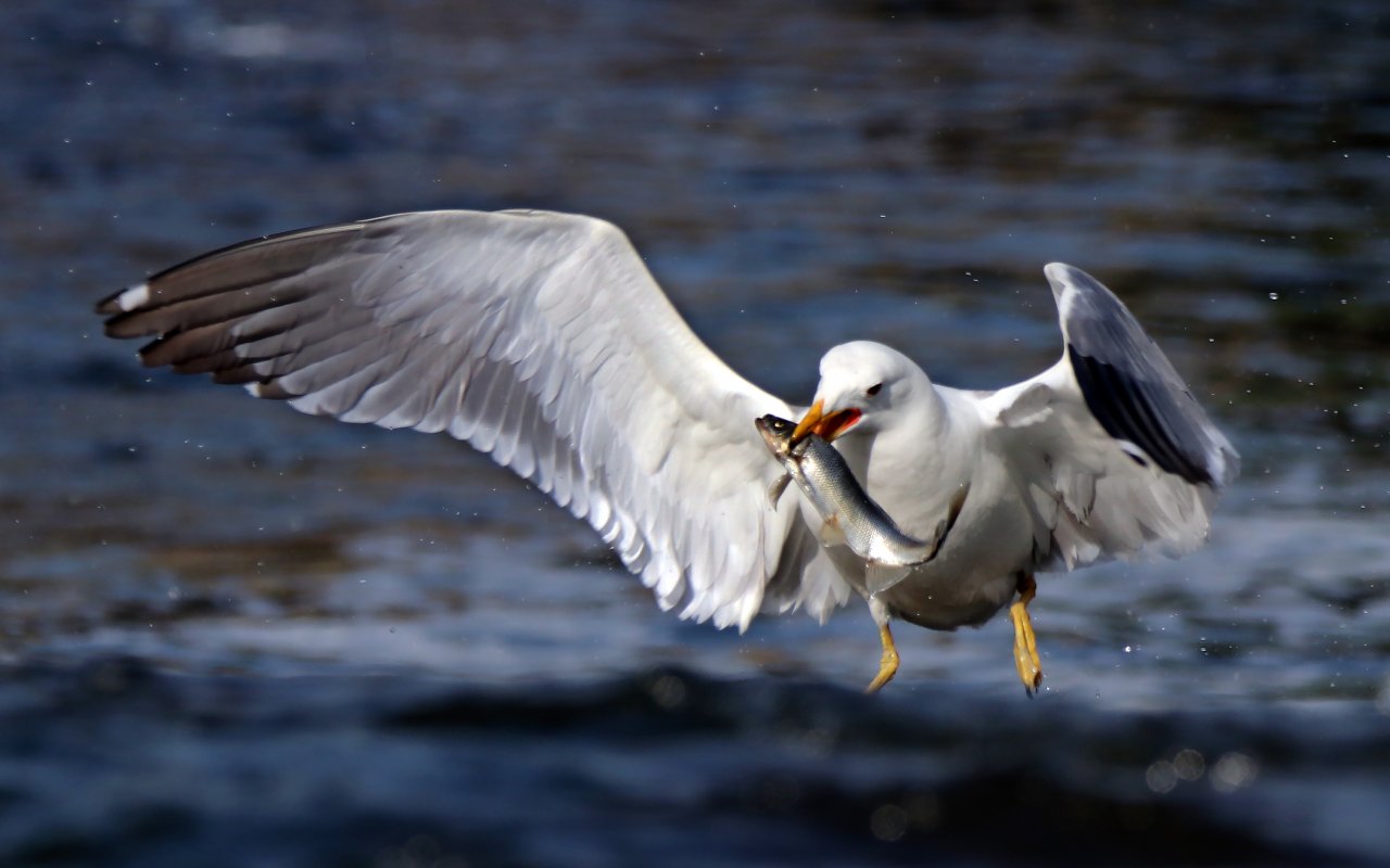 Emek dolu yolculuk! Van'da inci kefali göçü devam ediyor