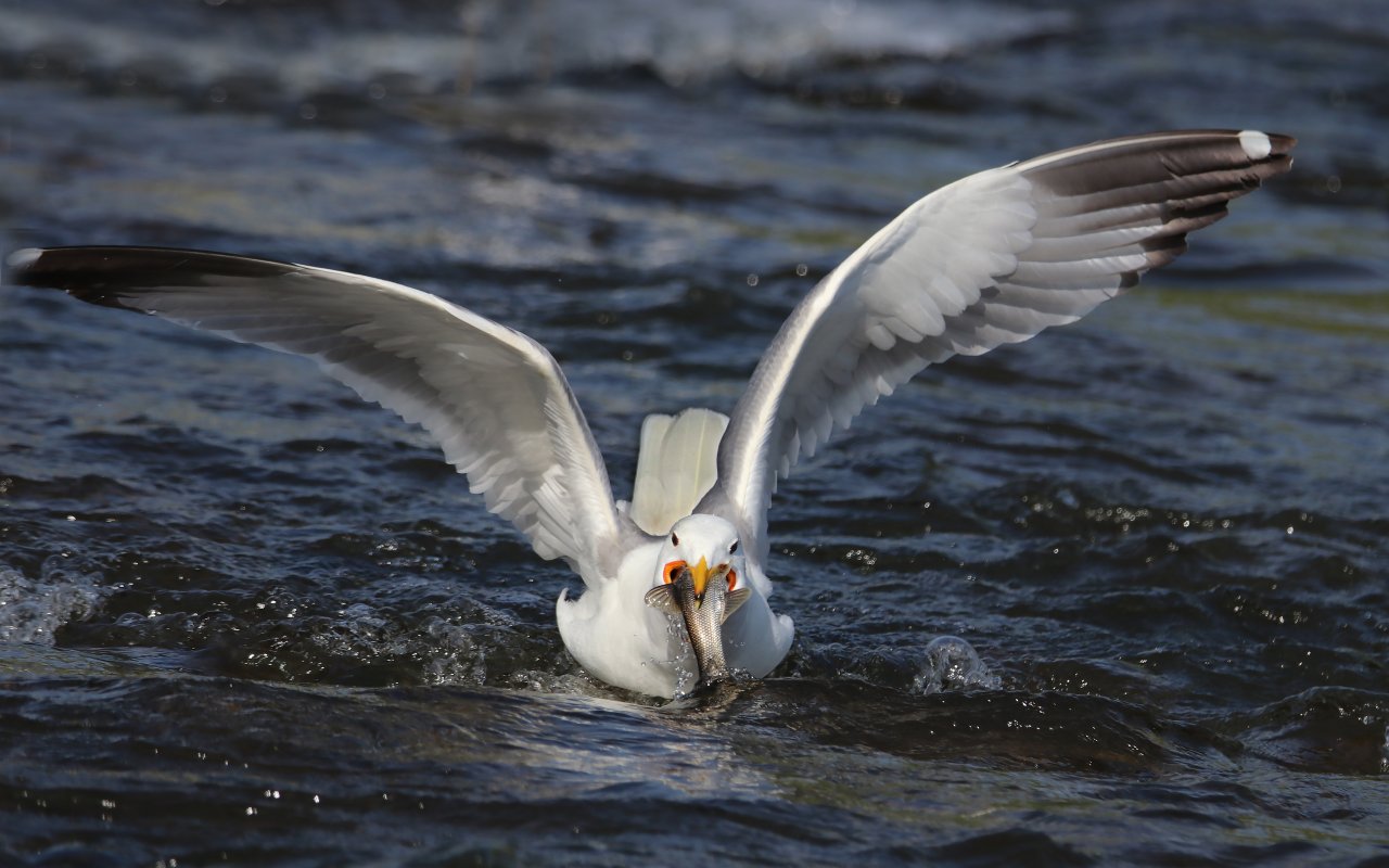 Emek dolu yolculuk! Van'da inci kefali göçü devam ediyor