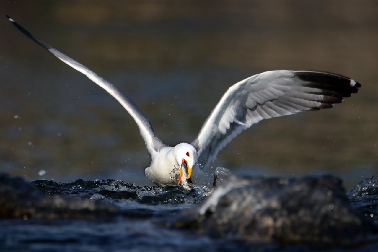 Emek dolu yolculuk! Van'da inci kefali göçü devam ediyor