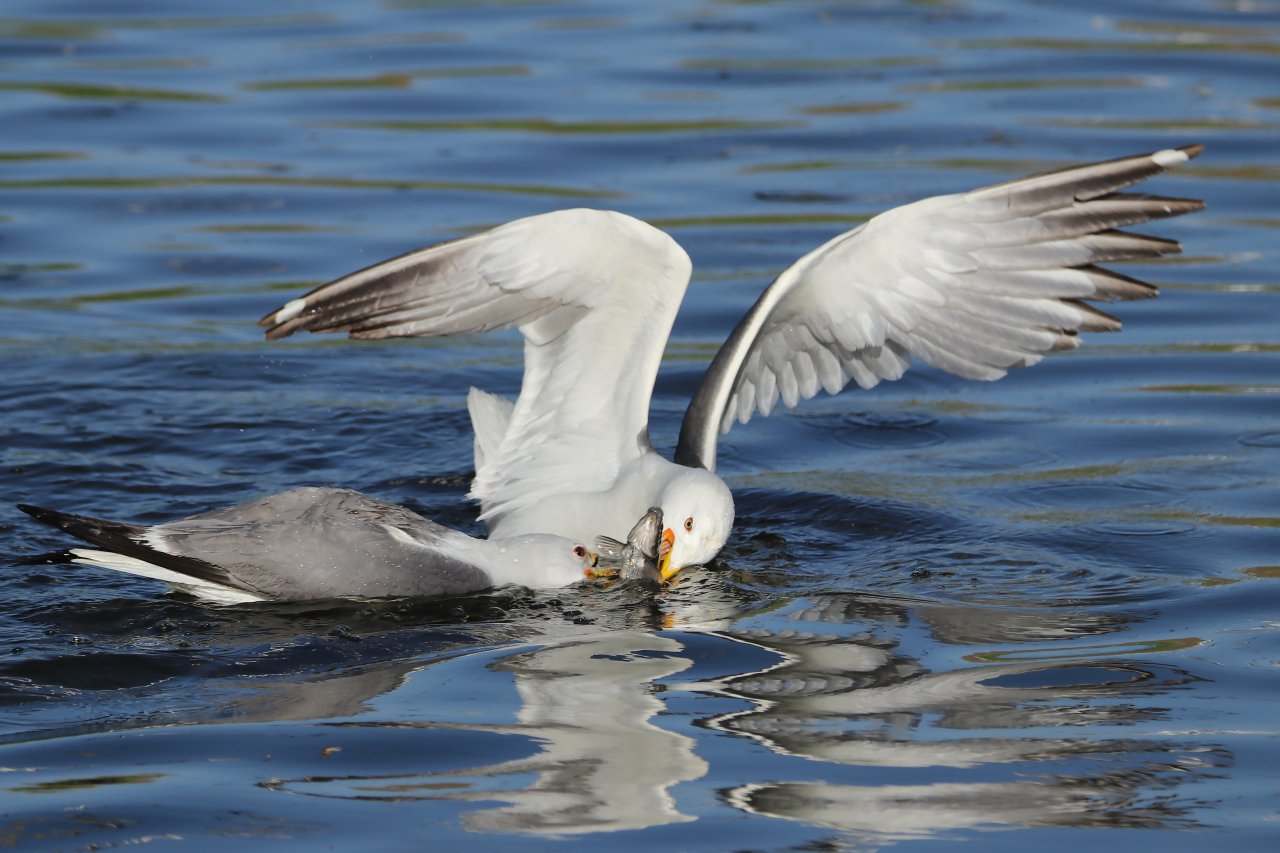 Emek dolu yolculuk! Van'da inci kefali göçü devam ediyor
