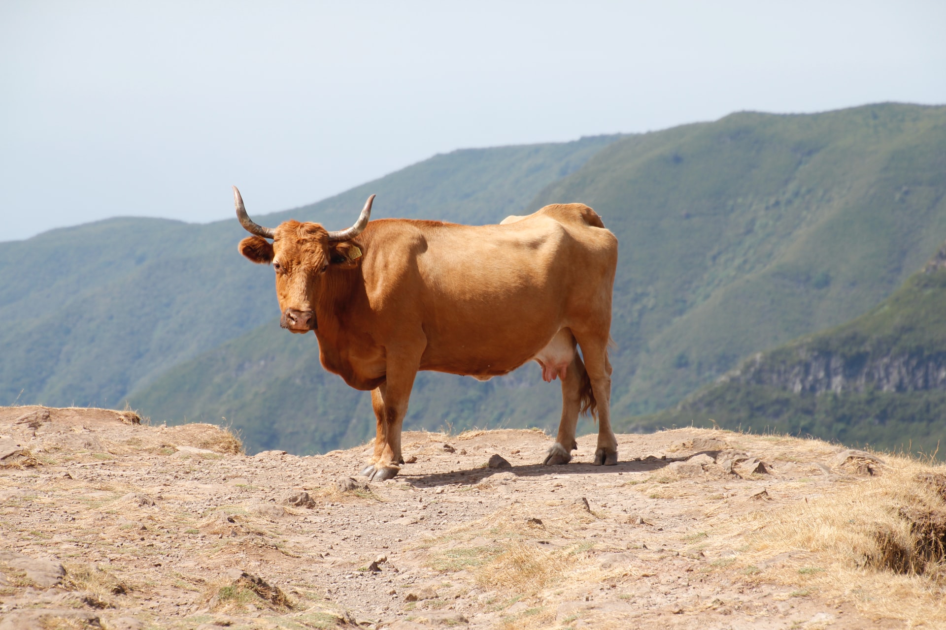 SON DAKİKA! Diyanet Başkanı Ali Erbaş açıkladı: Kurban bedelleri belli oldu!