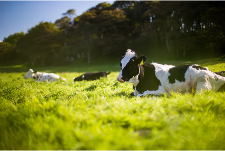 Vekaleten kurban nedir? Vekaleten kurban kesimi nasıl yapılır? | Yurt içinde ve yurt dışında vekaleten kurban