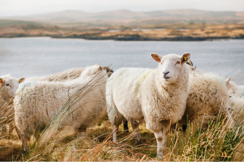 Vekaleten kurban nedir? Vekaleten kurban kesimi nasıl yapılır? | Yurt içinde ve yurt dışında vekaleten kurban