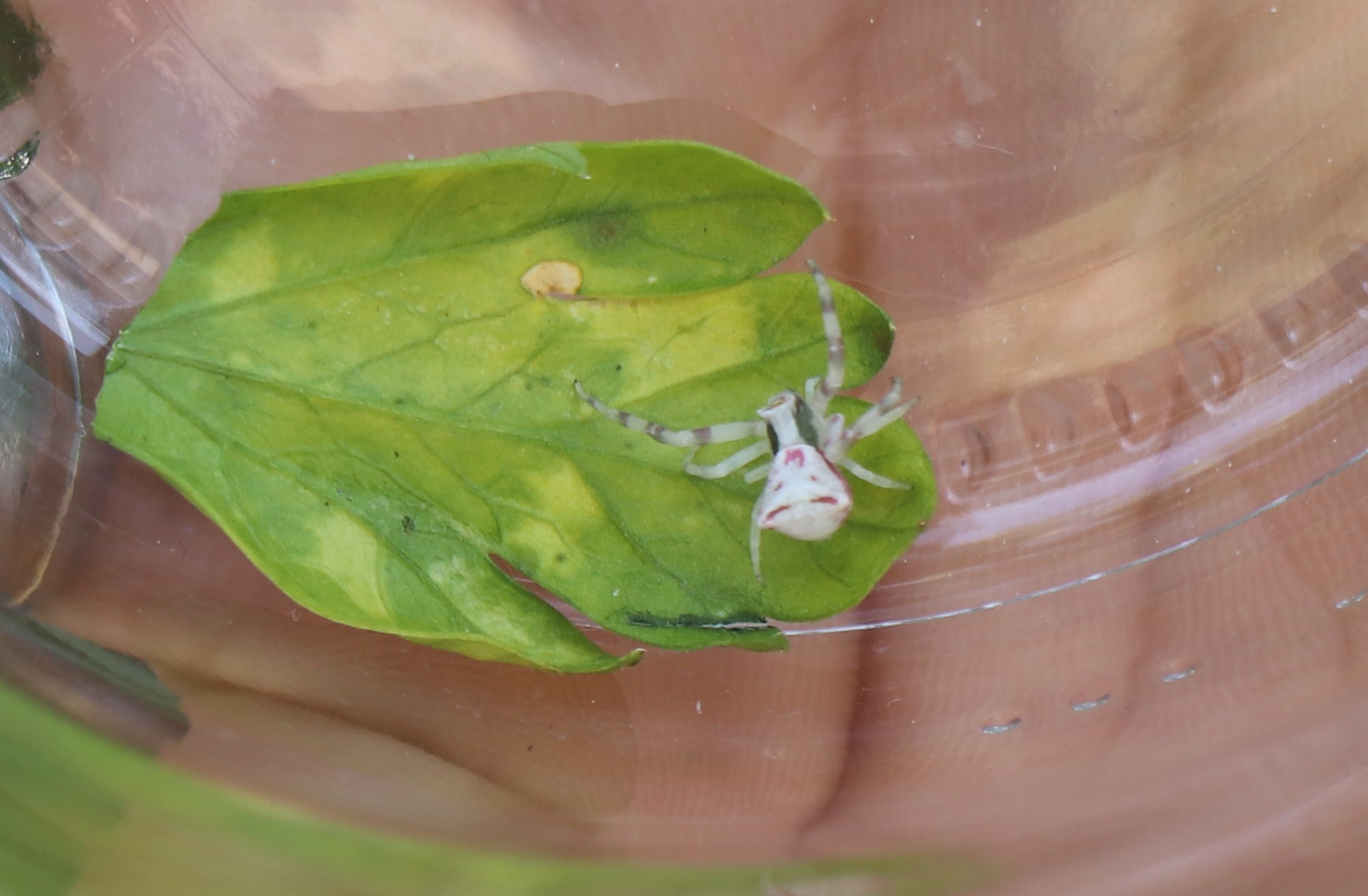 Görüntüsü bile insanın içini ürpertiyor! İnsan yüzlü örümcek Türkiyede yine ortaya çıktı