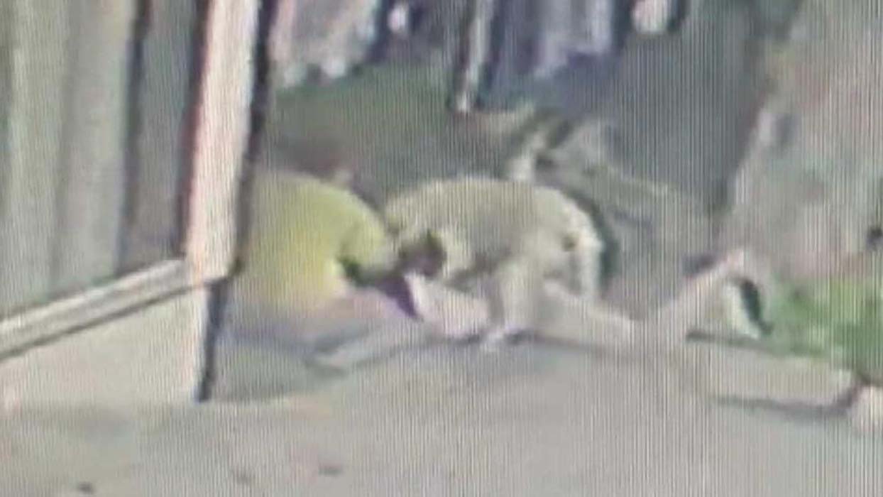 16 yaşındaki çocuğun dehşet anları: Pitbull cinsi köpekler saldırdı!