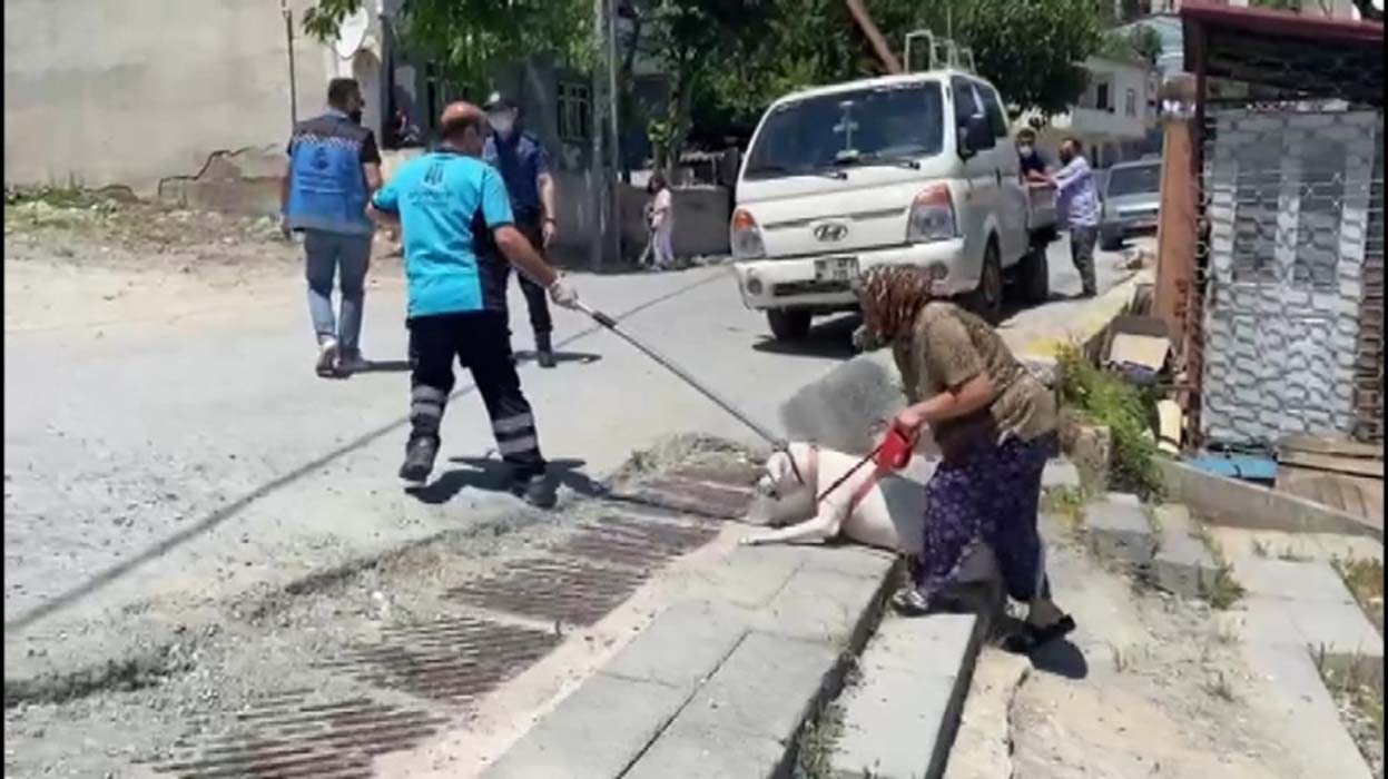 16 yaşındaki çocuğun dehşet anları: Pitbull cinsi köpekler saldırdı!