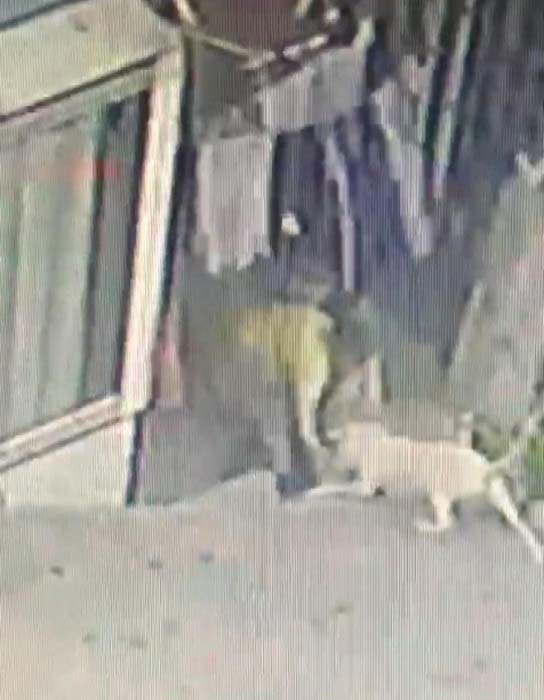 16 yaşındaki çocuğun dehşet anları: Pitbull cinsi köpekler saldırdı!